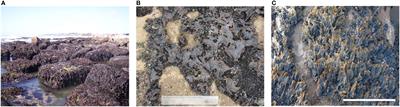 A facultative mutualism between habitat-forming species enhances the resistance of rocky shore communities to heat waves